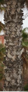 photo texture of palm bark 0016